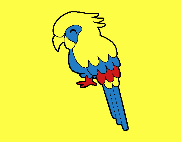 Guacamayo