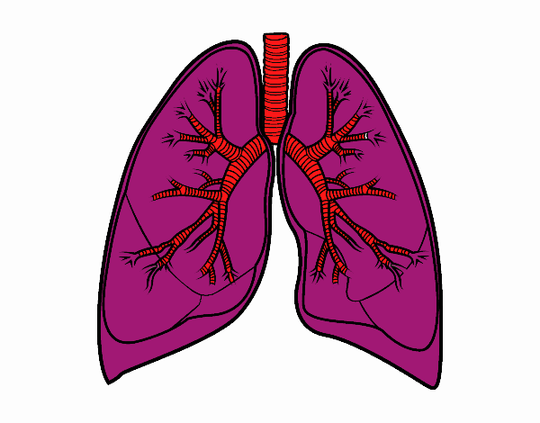 Pulmones y bronquios