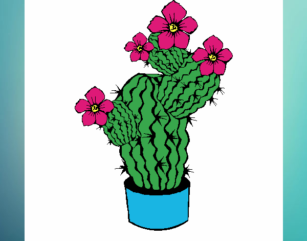 Flores de cactus