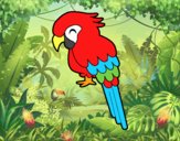 Guacamayo