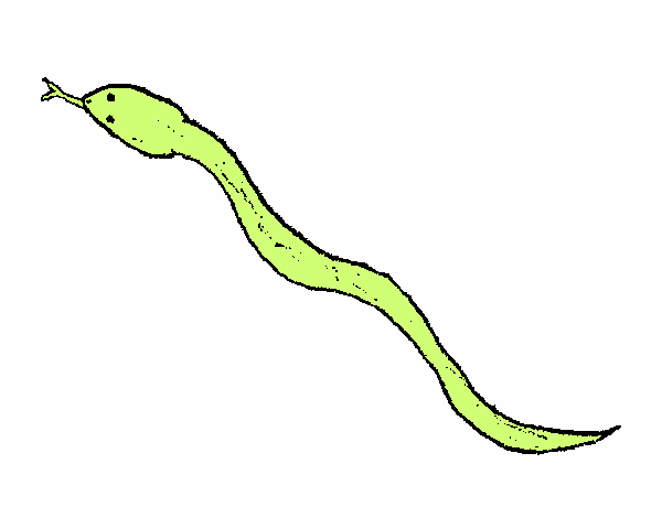 Serpiente venenosa