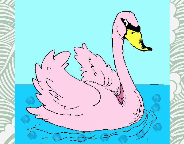 Cisne en el agua