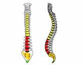 Columna vertebral