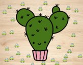 Cactus nopal