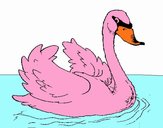 Cisne en el agua