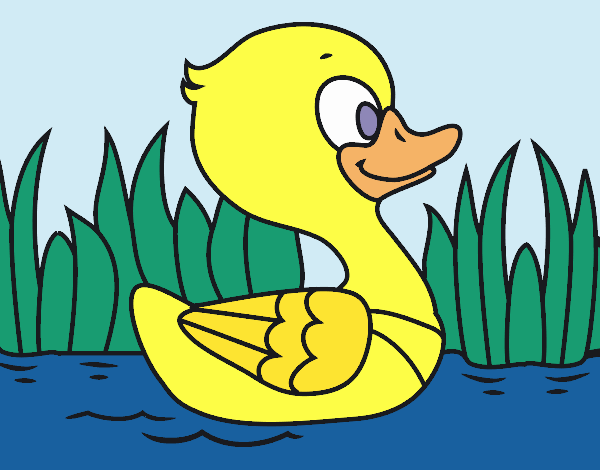 Patito de río