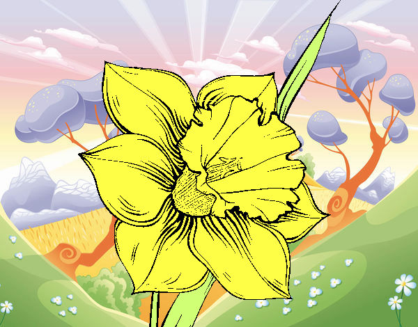 Flor de narciso