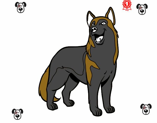 Perro lobo