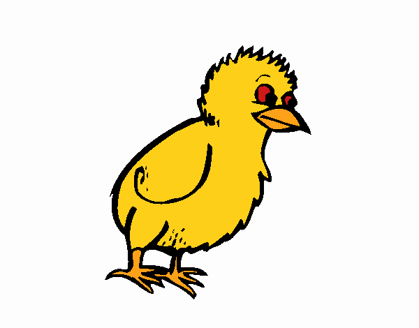 Pollito