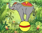 Elefante equilibrista