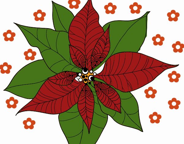 Flor de poinsetia