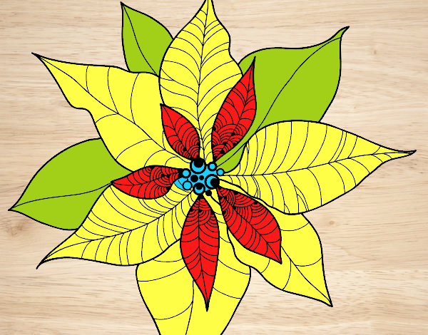 Flor de poinsetia