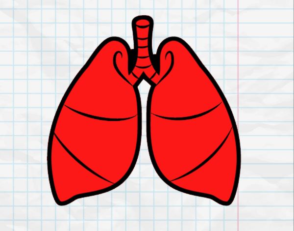 Pulmones