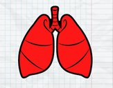 Pulmones