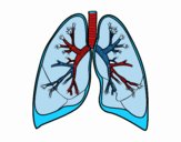 Pulmones y bronquios