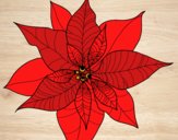 Flor de poinsetia