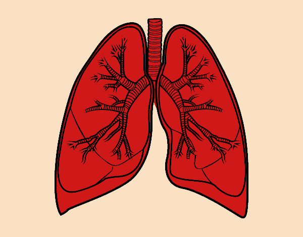 Pulmones y bronquios