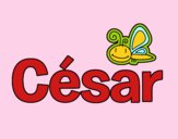 César