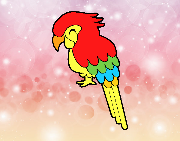 Guacamayo