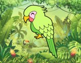 Guacamayo