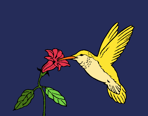 Colibrí y una flor