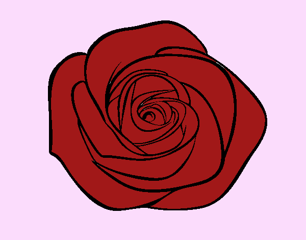 Flor de rosa