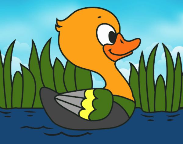 Patito de río