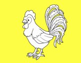 Gallo de una granja