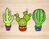 3 mini cactus