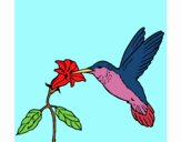 Colibrí y una flor