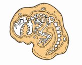 Fósil de dinosaurio