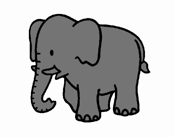 Elefante bebe