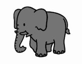 Elefante bebe