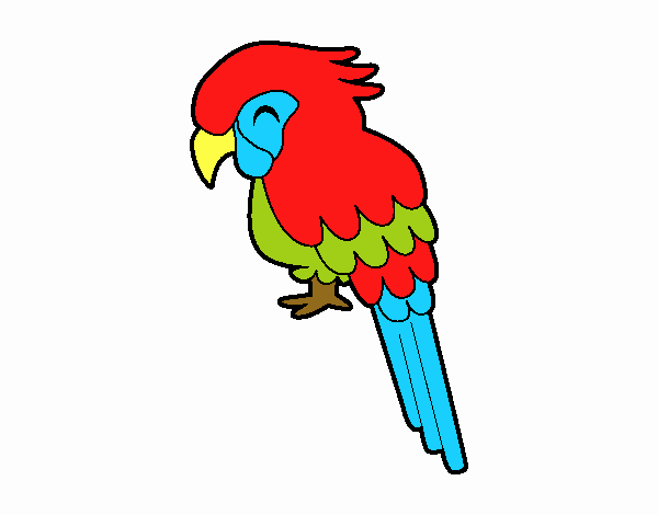 Guacamayo