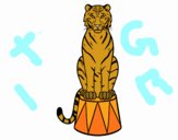 Tigre de circo