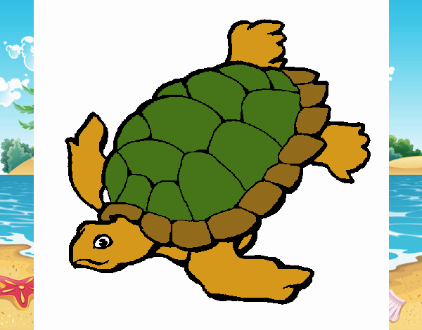 Tortuga