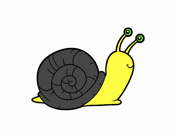 CARACOL