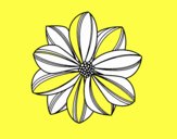 Flor de margarita