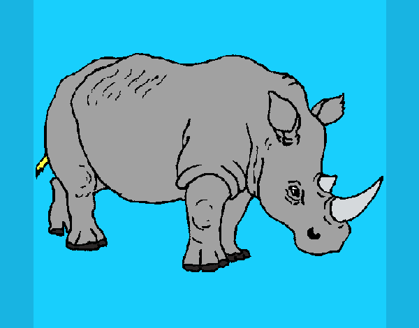 Rinoceronte 3