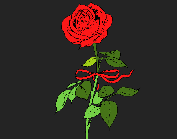 Una rosa