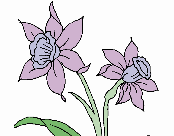 Dibujo de Orquídea pintado por en  el día 15-09-19 a las  21:20:25. Imprime, pinta o colorea tus propios dibujos!