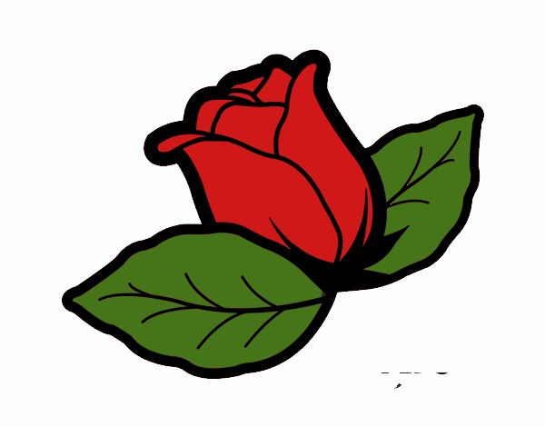 La rosa roja