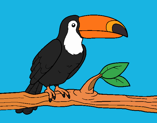 tucan 