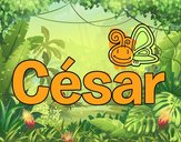 César