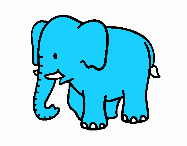 Elefante bebe