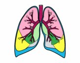 Pulmones y bronquios