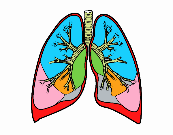 Pulmones y bronquios