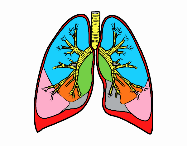 Pulmones y bronquios