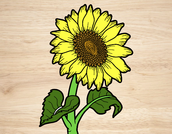 Dibujo de Flor de girasol pintado por en  el día 02-10-19 a las  22:44:01. Imprime, pinta o colorea tus propios dibujos!