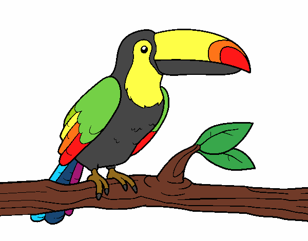 tucan de Costa Rica